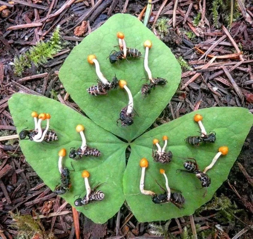 Zombie Fungus Takes Over Ants