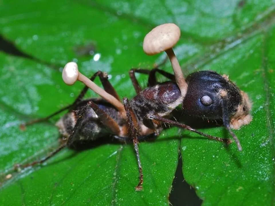 How the Zombie Fungus Takes Over Ants’ Bodies to Control Their Minds